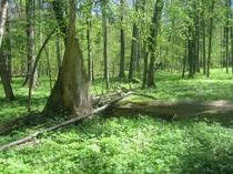 Białowieżan kansallispuisto